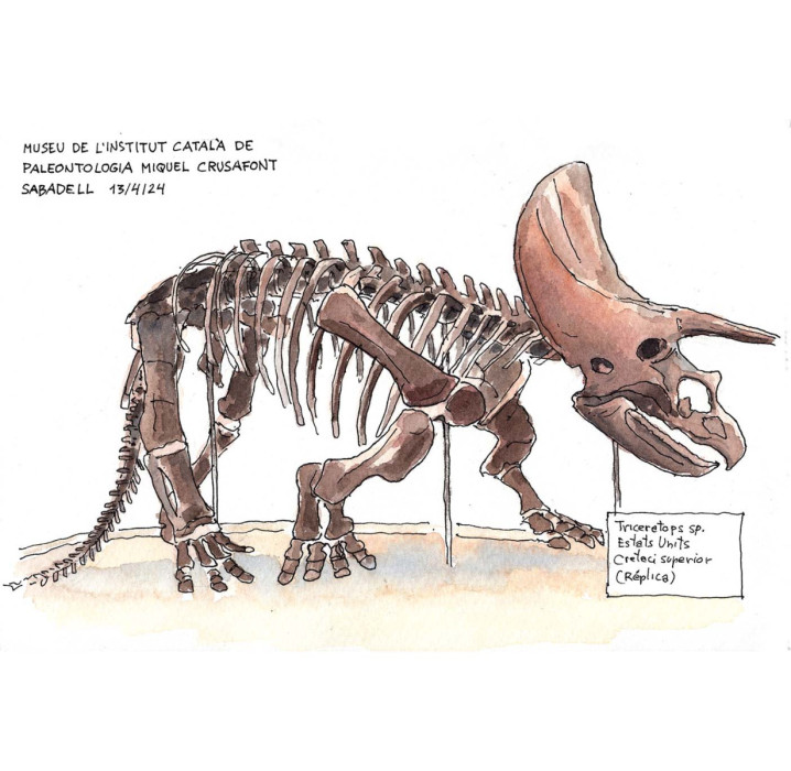 Esqueleto de triceratops del museo Miquel Crusafont de Sabadell