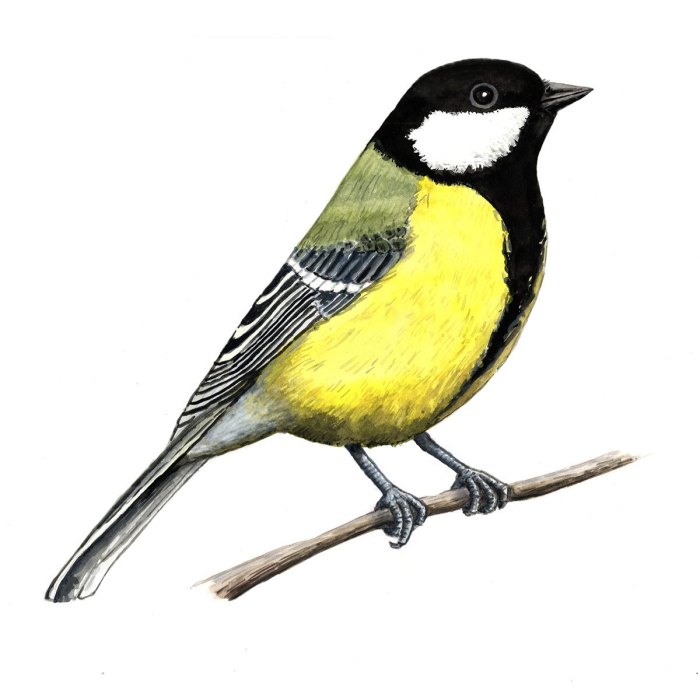 Carbonero común/ Parus major