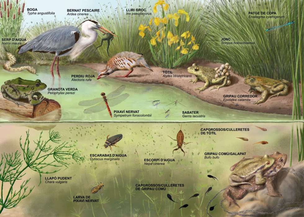 Panel para identificación de fauna y flora en charcas, en Fontsagrada.