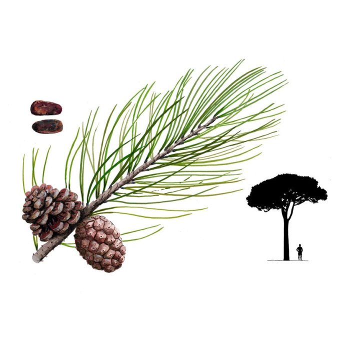 Pino piñonero/ Pinus pinea